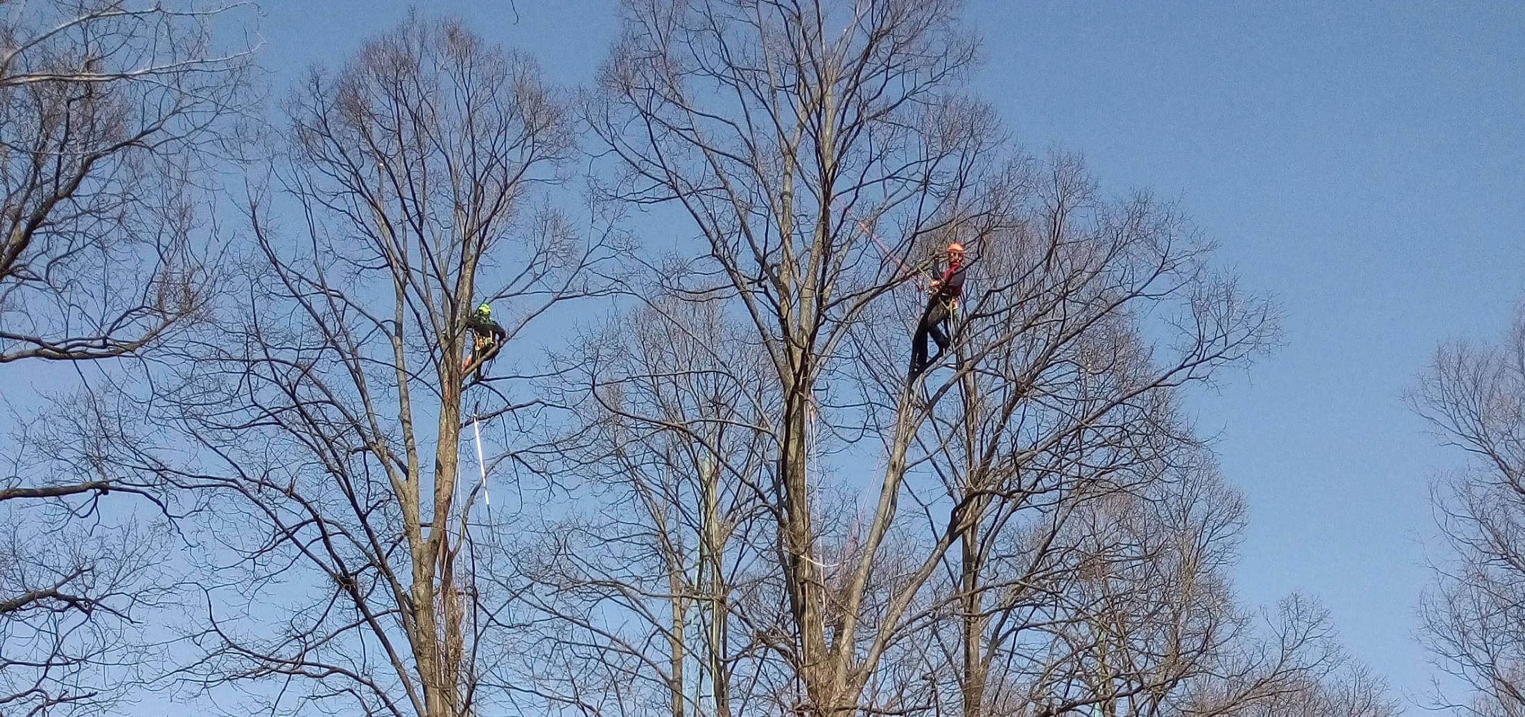 I nostri arboricoltori professionisti in treeclimbing a Villa Manin